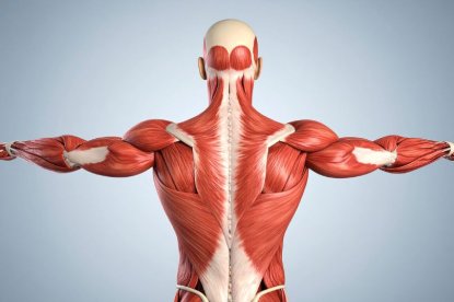 Creme e integratori per i muscoli: i must have di ogni sportivo