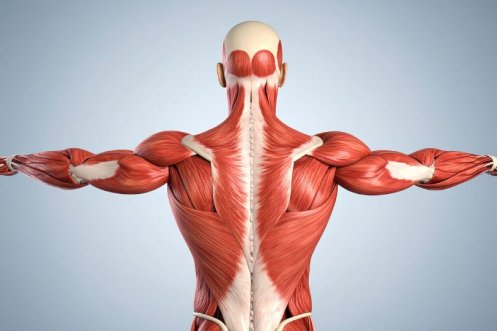 Creme e integratori per i muscoli: i must have di ogni sportivo